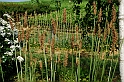 Fiori, Piante, natura_12